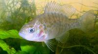 Lepomis gibbosus - Common Sunfish