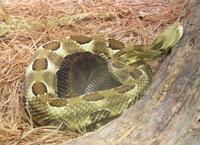 Image of: Crotalus (rattlesnakes)