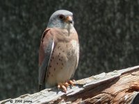 Lesser Kestrel - Falco naumanni