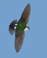 Violet-green Swallow (Tachycineta thalassina) photo