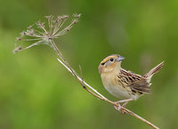 Le Conte's Sparrow (Ammodramus leconteii) photo