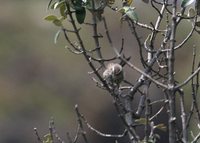 Andean Tit-Spinetail - Leptasthenura andicola