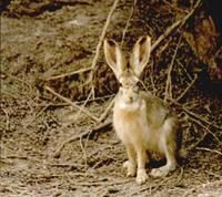 Yarkland Hare (Lepus yarkandensis)