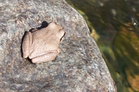 : Pseudacris regilla cascadae; Cascade Mountain Treefrog