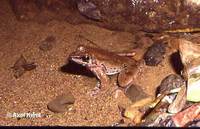 : Rana cubitalis