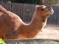 : Camelus dromedarius; Dromedary Camel