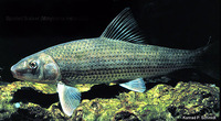 Minytrema melanops, Spotted sucker: gamefish