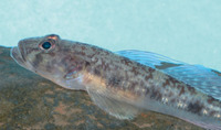 Glossogobius callidus, River goby: fisheries