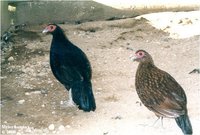Salvadori's Pheasant Lophura inornata