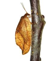 Drepanepteryx phalaenoides
