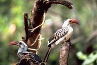 Tockus erythrorhynchus - Red-billed Hornbill