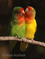 Agapornis roseicollis - Rosy-faced Lovebird