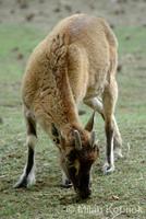 Capra hircus cretica - Cretan wild goat