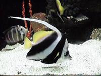 Image of: Heniochus acuminatus (featherfin bullfish)
