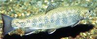 Image of: Salvelinus fontinalis (brook trout)