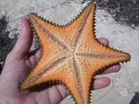 Image of: Oreaster reticulatus (cushion sea star)