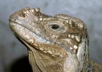 Cyclura cornuta - Horned Ground Iguana