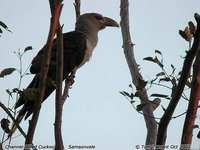Channel-billed Cuckoo - Scythrops novaehollandiae