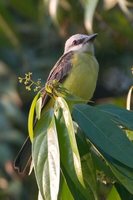 White-throated Kingbird - Tyrannus albogularis
