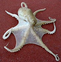 Octopus (Octopus aegina)