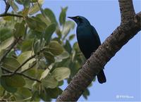 Lesser Blue-eared Starling, Lamprotornis chloropterus