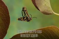 Bembecia Hylaeiformis stock photo