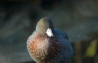 A New Zealand blue duck, looking a little peeved.