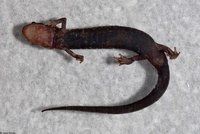 : Plethodon shenandoah; Shenandoah Salamander