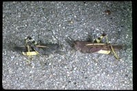 : Agymnastus ingens; Lubberly Band-winged grasshopper
