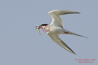 : Sterna hirundo; Common Tern
