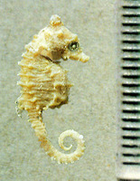 Hippocampus zosterae, Dwarf seahorse: fisheries