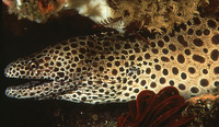 Gymnothorax favagineus, Laced moray: fisheries, aquarium