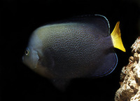 Chaetodontoplus caeruleopunctatus, Bluespotted angelfish: aquarium