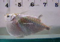 Thoracocharax stellatus, Spotfin hatchetfish: fisheries, aquarium
