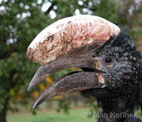 Bycanistes brevis - Silvery-cheeked Hornbill