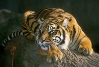 Panthera tigris sumatrae - Sumatran Tiger