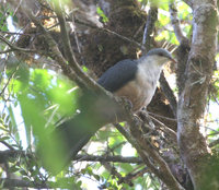 Buru Mountain Pigeon - Gymnophaps mada
