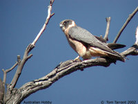 Australian Hobby - Falco longipennis