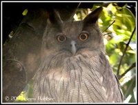Dusky Eagle-Owl - Bubo coromandus
