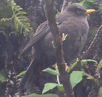 Sooty Robin - Turdus nigrescens