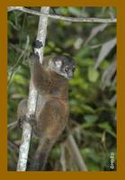James' Sportive Lemur (Lepilemur jamesi)