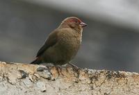 Female Red-billed Firefinch