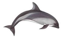 Peale's dolphin