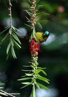 Variable sunbird (Cinnyris venusta) or Collared sunbird (Hedydipna collaris)