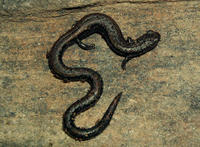 : Batrachoseps relictus; Relictual Slender Salamander