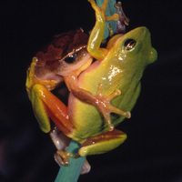 : Hyperolius tuberilinguis; Tinker Reed Frog
