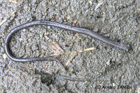 : Lineatriton lineolus; Mexican Slender Salamander