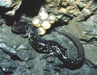 : Plethodon albagula; Western Slimy Salamander