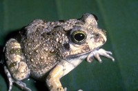 : Tomopterna delalandii; Delalande's Sand Frog