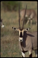 : Oryx gazella beisa; Beisa Gemsbok